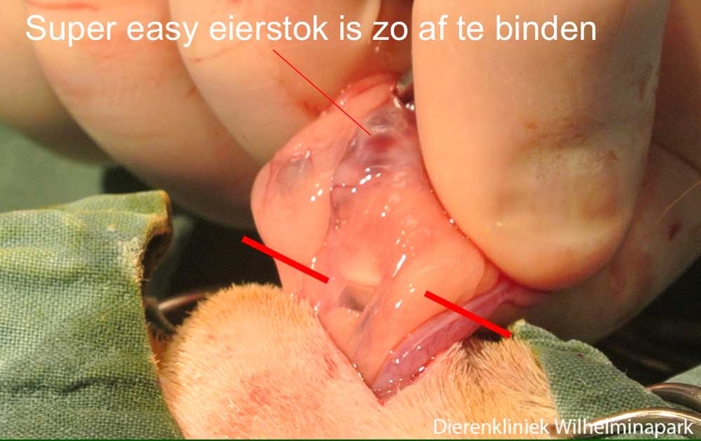 Een OVE via een flanksnede bij een cavia met cysteuze ovaria